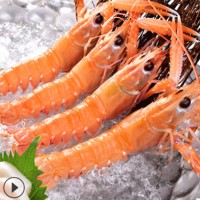 鰲蝦刺身鮮活速凍水產海鰲蝦小龍蝦非新西蘭鰲蝦新鮮日料生嗆海鮮